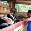 Ipda Junaedi, Geluti Ternak Kambing